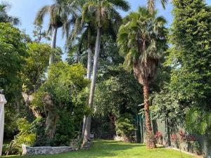 un groupe de palmiers dans une cour dans l'établissement Increíble Villa de descanso con alberca climatizada y jardín tropical, à Chiconcuac