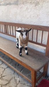 a goat standing on top of a wooden bench at Chalupa Gretl in Pohorsko