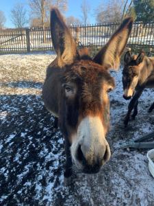 two donkeys standing next to each other in the snow at Chalupa Gretl in Pohorsko