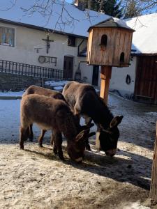 Zvířata v apartmánu nebo okolí