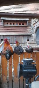 un grupo de pollos parados en una casa de aves en Chalupa Gretl, en Pohorsko