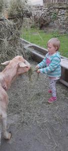 un niño pequeño alimentando una cabra en un zoológico en Chalupa Gretl, en Pohorsko