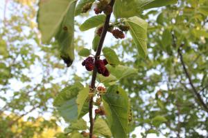 Kamariótis的住宿－Μουριές，树枝上红浆果