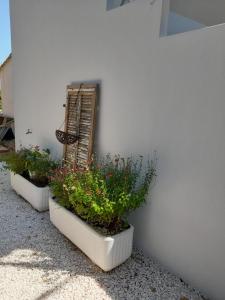 three plants in white pots sitting next to a wall at CHEZ JACQUES ET MANUE in Six-Fours-les-Plages