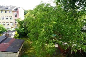 a large green tree on the side of a building at Kamienica Nowodworska 30 in Bydgoszcz