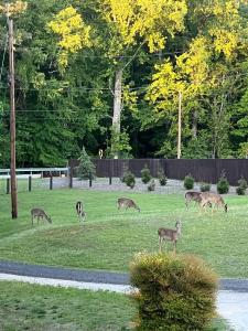 a group of deer grazing in a field at Lakeside Haven in Gainesville