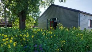 a field of yellow flowers in front of a building at Bollenboet in Sint Maarten