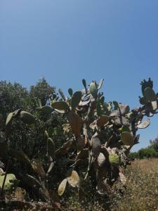 Un cactus dans un champ avec le ciel en arrière-plan dans l'établissement TerraOliva&herbs, à Vátos