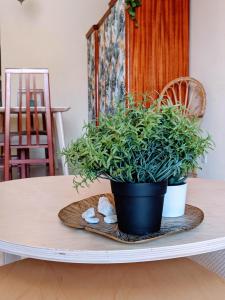 einer Topfpflanze auf einem Tisch in der Unterkunft Chambre de Molina in Málaga