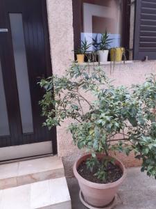 a plant in a pot in front of a door at Apartman Zepina in Pula