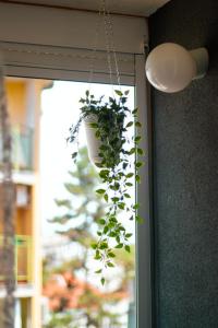 Galería fotográfica de Apartman Vas dom 2 en Kraljevo