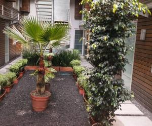 einen Garten mit zwei Palmen und Pflanzen in Töpfen in der Unterkunft Stunning duplex in the best area of Roma Norte in Mexiko-Stadt