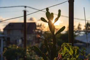 a plant in a garden with the sunset in the background at Batumi Homestay at Tamar Mephe Avenue in Makhinjauri