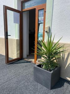 a potted plant sitting in front of a door at Hostel Oltenia in Eforie Sud