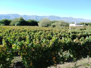 a field of vines with mountains in the background at Casa del viñedo in Villa Las Rosas
