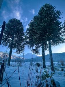 twee bomen in een veld met sneeuw op de grond bij Hostal Piedra Santa in Malalcahuello