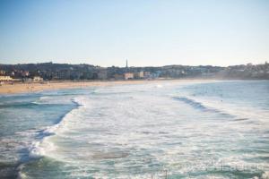 a beach with a bunch of birds in the water at Bondi 38 Serviced Apartments in Sydney