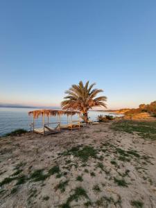 a beach with a tent and a palm tree at Summer Dream Cyprus in Maroni