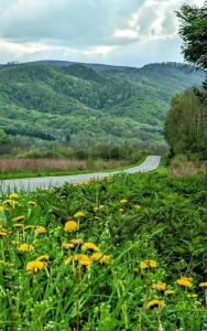 a field of yellow flowers next to a road at Holiday home Tilia in Slatinski Drenovac