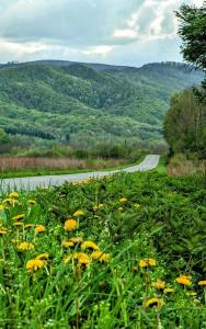 um campo de flores amarelas ao lado de uma estrada em Holiday home Tilia em Slatinski Drenovac