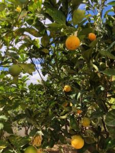 Φωτογραφία από το άλμπουμ του Under the Lemon Tree σε La Caletta