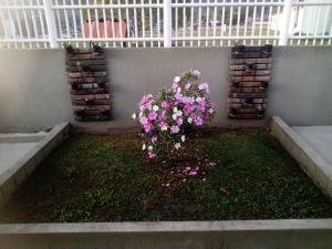 a plant with pink flowers in a garden at anderson in Matinhos