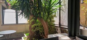 een palmboom naast een tafel en een raam bij Hotel Valerì in Rome