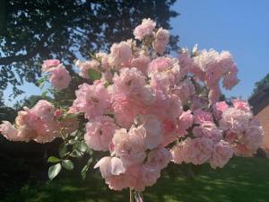um ramo de flores cor-de-rosa num quintal em Annense Pracht em Annen
