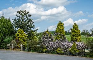 ノッティンガムにあるUPSIDE DOWN HOUSE Sleeps up to 6 Guests and is Near Sherwood Forest At Fairview Farm in NOTTINGHAM set in 88 acresの塀前の紫色の花々の集団