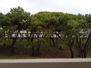 un groupe d'arbres avec l'océan en arrière-plan dans l'établissement Mogro con vistas al mar y Garaje!, à Mogro