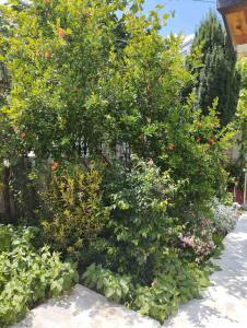 a large tree with red apples on it at Apartman Petar in Trebinje