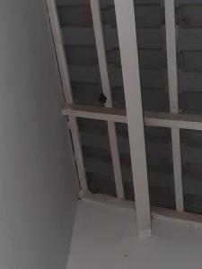 un uccello seduto su uno scaffale in una stanza di Linda casa pertinho da Lagoa a Iguaba Grande