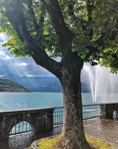 un arbre assis à côté d'un banc près d'un lac dans l'établissement Crossing Home - Zentrum, à Iseo