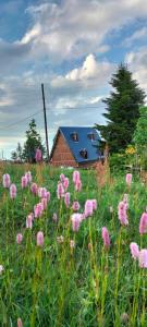 a field of pink flowers in front of a barn at Zifinbungalov in Akcaabat