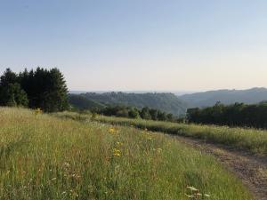 una strada sterrata attraverso un prato di erba e fiori di Le pré de Régine et Joseph a Malmedy