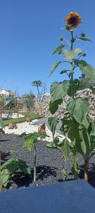 a sunflower sitting on top of a plant at Asociación deportiva TAGOROR LOS OLIVITOS in Adeje