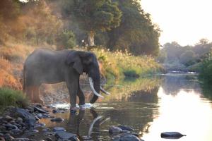 an elephant standing in the water next to a river at Karongwe Portfolio - Kuname Lodge in Hoedspruit