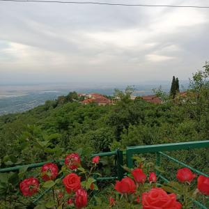 a view from the top of a hill with red roses at Guesthouse Kiko in Sighnaghi