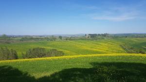 un campo de flores amarillas en un campo verde en Gli ulivi di Siena, en Siena
