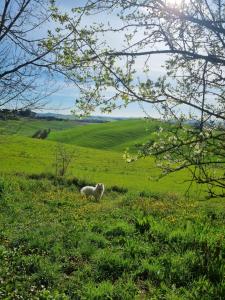 una oveja parada en un campo de hierba verde en Gli ulivi di Siena, en Siena