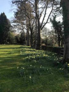 a field of daffodils in a park with trees at Log cabin rural retreat in beautiful countryside in Lapworth