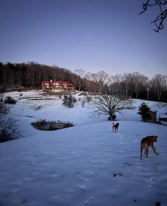 two dogs walking in the snow in front of a house at Misty Mountains Lodge in Ronceverte