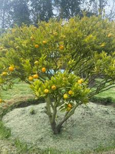 a small orange tree with many oranges on it at Casa de campo Guano Ecuador in Riobamba