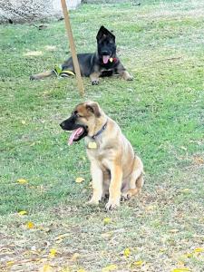 two dogs are sitting in the grass at SeaLaVie Apartments - Grenada in Saint Georgeʼs