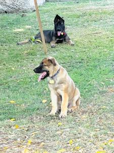 Pet o mga pet na naka-stay kasama ang mga guest sa SeaLaVie Apartments - Grenada