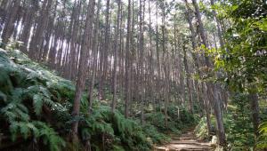 einen Pfad in einem Wald mit hohen Bäumen in der Unterkunft KAMENOI HOTEL Kii-Tanabe in Tanabe