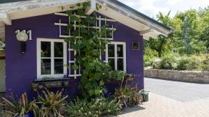 魏瑪的住宿－Ferienhaus Esswiese，紫色的房子,周围种植着葡萄
