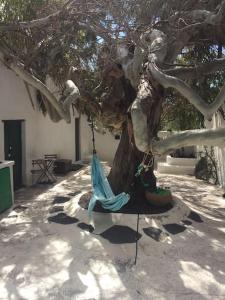 a tree with a swing chained to a tree at Studio III at orig. Finca,, sea views in La Asomada