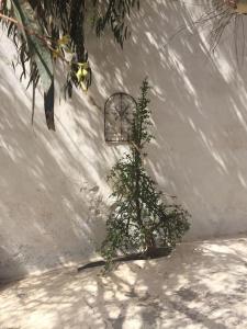 a small tree in the snow next to a wall at Studio III at orig. Finca,, sea views in La Asomada