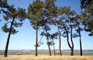 a group of trees on a beach near the ocean at Hôtel Le Boïate in Arès